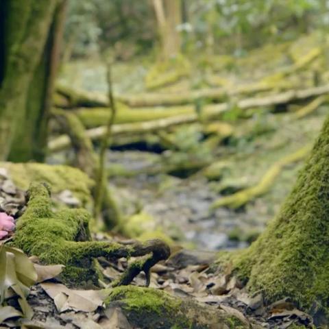 探索自然的秘密:以时间花园植物图鉴为线索,揭示植物演化与时间的奇妙联系