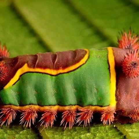 探索自然的秘密:以时间花园植物图鉴为线索,揭示植物演化与时间的奇妙联系 探索自然的秘密:以时间花园植物图鉴为线索,揭示植物演化与时间的奇妙联系