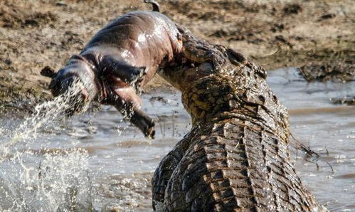(人吃鳄鱼视频)猿族时代的惊人发现:吃鳄鱼竟然让他们体型变大