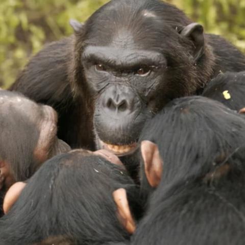 (大家族和大家庭的区别)大家庭的力量:部落与联盟的联合,共同创造更美好的未来。