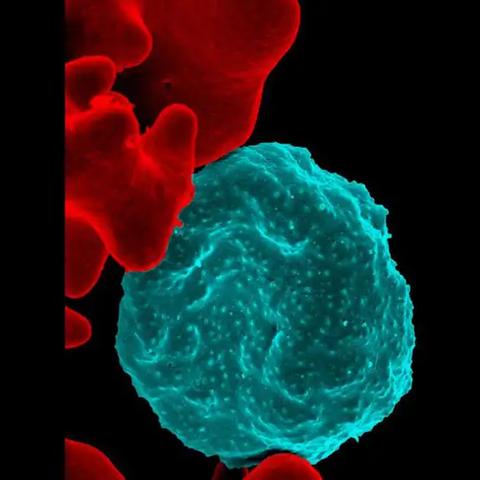 (微观世界:细胞的生存)探寻未知的微观世界:深入细胞世界书中的奥秘和魅力