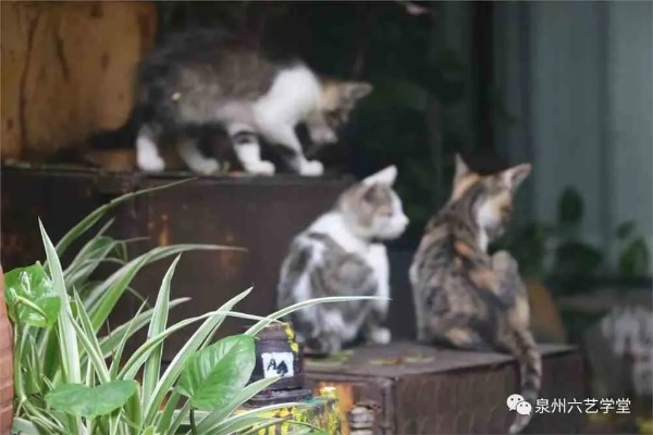 (小峰小峰峰)在小峰小志的猫咪小院中，感受温暖与嬉戏的猫咪生活理念