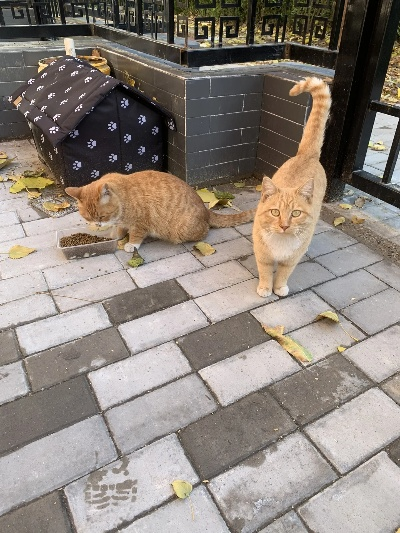 (小峰小峰峰)在小峰小志的猫咪小院中，感受温暖与嬉戏的猫咪生活理念