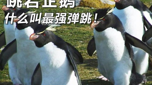 (跳跳企鹅怎么抓)跳跳企鹅在哪抓?如何快速找到跳跳企鹅的最佳方法? (跳跳企鹅怎么抓)跳跳企鹅在哪抓?如何快速找到跳跳企鹅的最佳方法?