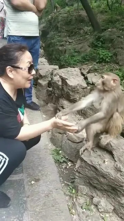 女子不顾危险救下猕猴，官方通报称其养了半年并赞美其敬业精神