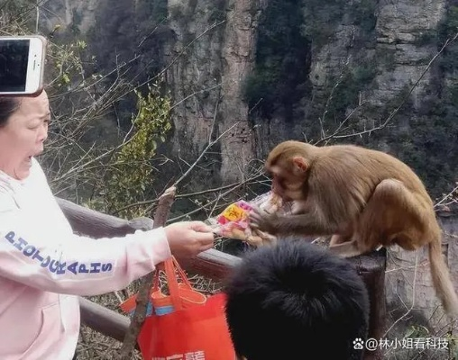 女子不顾危险救下猕猴,官方通报称其养了半年并赞美其敬业精神 女子不顾危险救下猕猴,官方通报称其养了半年并赞美其敬业精神
