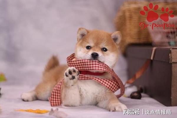 (怕狗咬拿什么防身)怕狗咬怎么防身?智慧应对避免狗咬的方法 (怕狗咬拿什么防身)怕狗咬怎么防身?智慧应对避免狗咬的方法