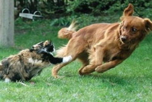 (怕狗咬拿什么防身)怕狗咬怎么防身?智慧应对避免狗咬的方法 (怕狗咬拿什么防身)怕狗咬怎么防身?智慧应对避免狗咬的方法