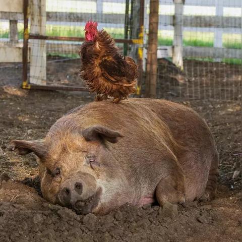 (小小农场免费下载)全面解析小小大农场攻略：新手必备技巧与高级玩法分享