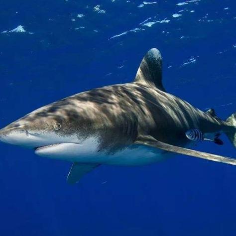 (海底大猎杀深海模式)探秘深海秘境,海底大猎杀steam带你体验刺激冒险!