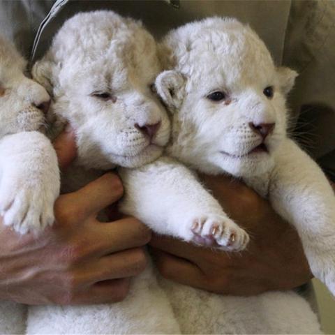 (狩猎吧!原始人)探寻狩猎吧原始人远古基因的奥秘:他们究竟干嘛用这些基因?