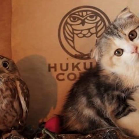 探究萌天天品牌所提供产品的质量:以萌天天儿童玩具的安全性和教育性为研究焦点