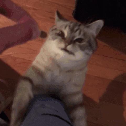 探究萌天天品牌所提供产品的质量:以萌天天儿童玩具的安全性和教育性为研究焦点 探究萌天天品牌所提供产品的质量:以萌天天儿童玩具的安全性和教育性为研究焦点