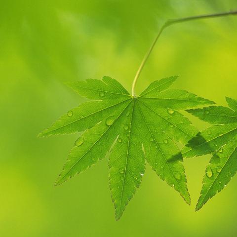 (在记忆的碎片中找到你)在记忆之境牵绊中，我们找寻失落的时光与心灵的归属