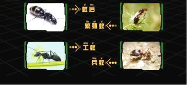 (小小蚁国蚁后升级)小小蚁国：探索蚂蚁强度表的秘密与它们在自然界中的生存策略