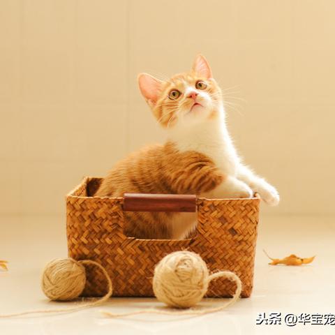 世界环游记：揭秘猫咪和汤的出奇友情，让国际旅行不再是遥不可及的憧憬